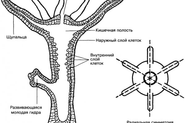 Как зарегаться на кракене