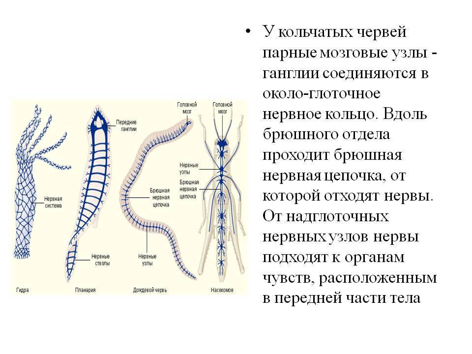 Кракен 12 at